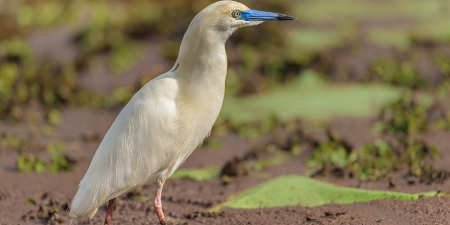 Crabier blanc dans son milieu naturel